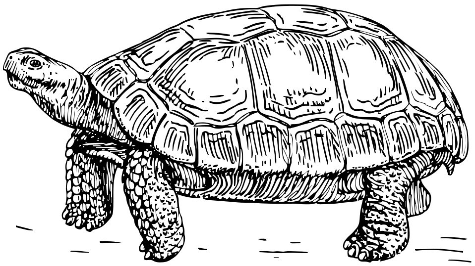tortoise-orm logo